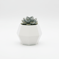 Planter Pot - 3 Tins
